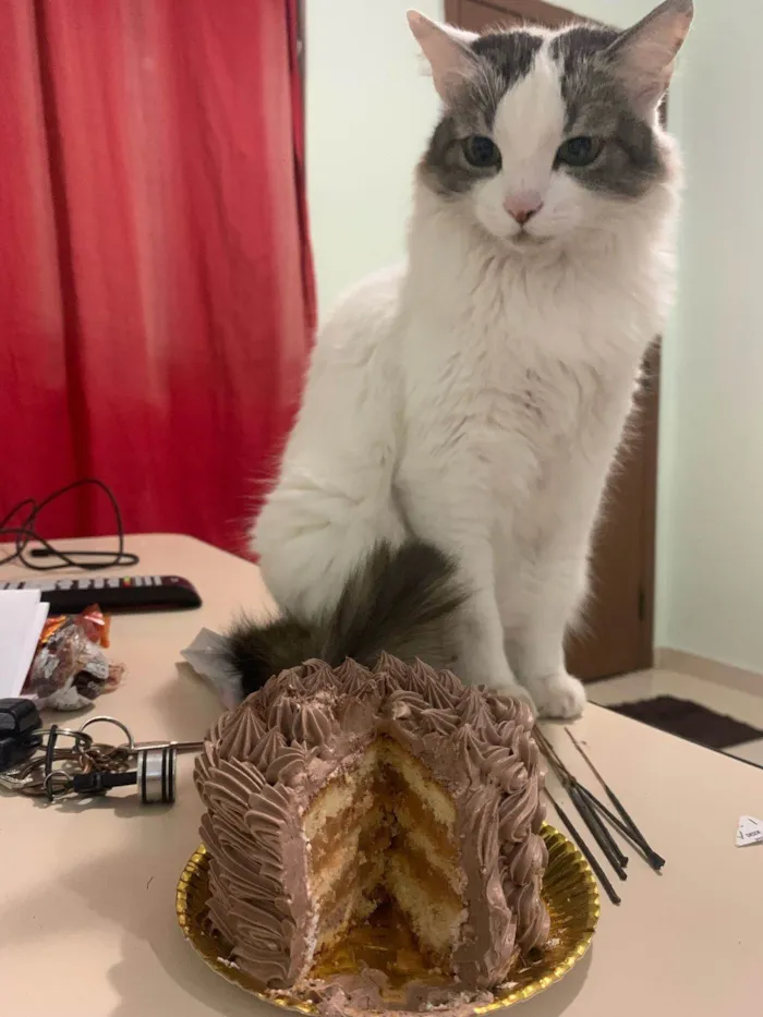 Gato ra a SRD-ViraLata idade 5 anos nome Brisa