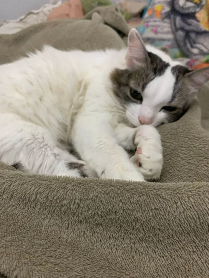 Gato ra a SRD-ViraLata idade 5 anos nome Brisa