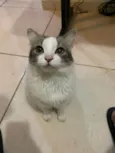 Brisa