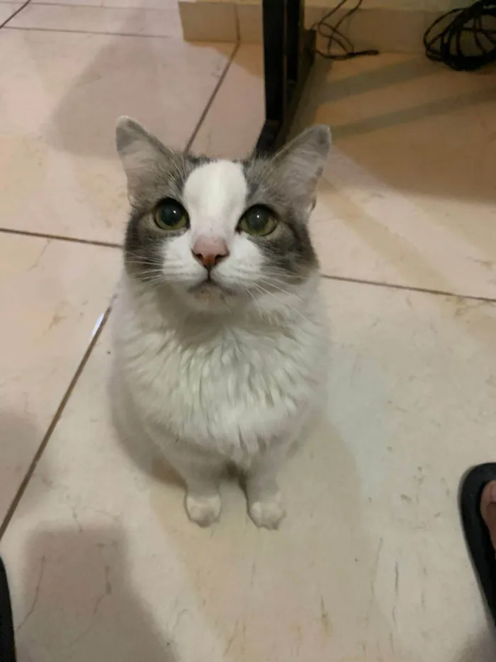 Gato ra a SRD-ViraLata idade 5 anos nome Brisa