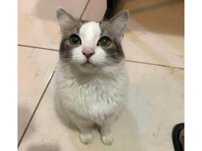 Gato ra a SRD-ViraLata idade 5 anos nome Brisa
