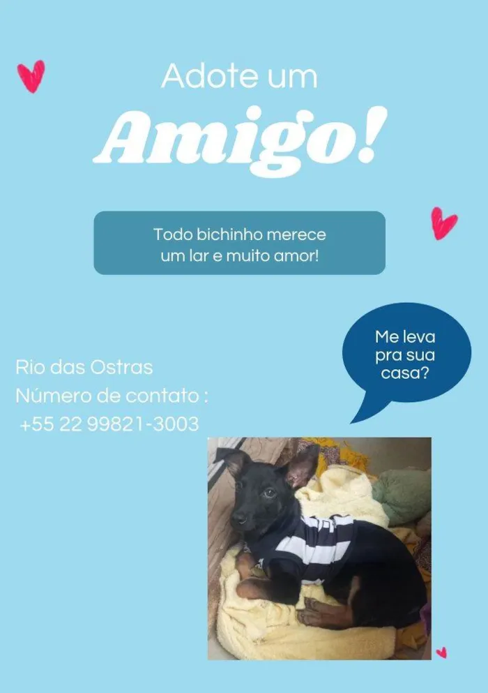 Cachorro ra a SRD-ViraLata idade 2 a 6 meses nome Zé 