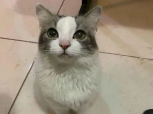 Gato raça SRD-ViraLata idade 5 anos nome Brisa