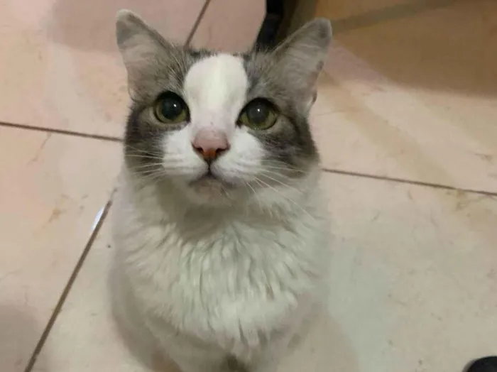 Gato ra a SRD-ViraLata idade 5 anos nome Brisa