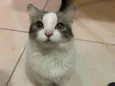 Brisa