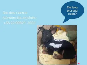 Cachorro raça SRD-ViraLata idade 2 a 6 meses nome Zé 