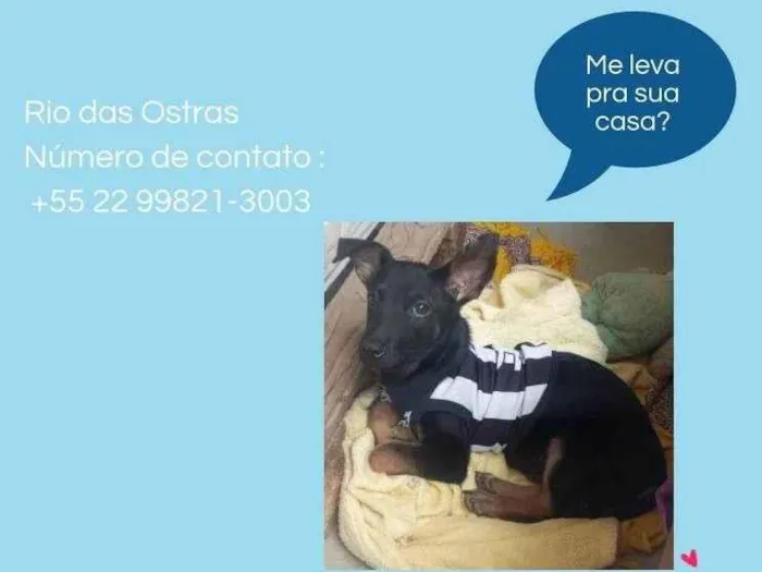 Cachorro ra a SRD-ViraLata idade 2 a 6 meses nome Zé 