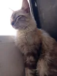 Sinba