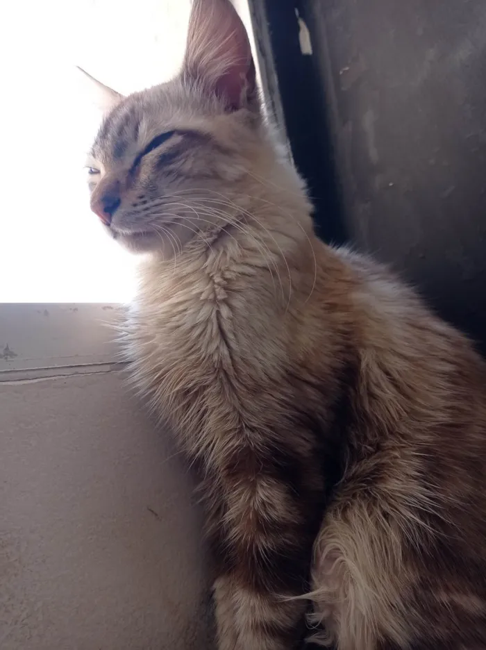 Gato ra a SRD-ViraLata idade 1 ano nome Sinba