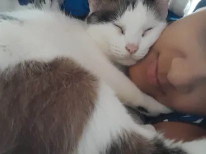 Gato raça Siamês idade 6 ou mais anos nome emy