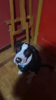 Alfredo