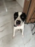 Alfredo