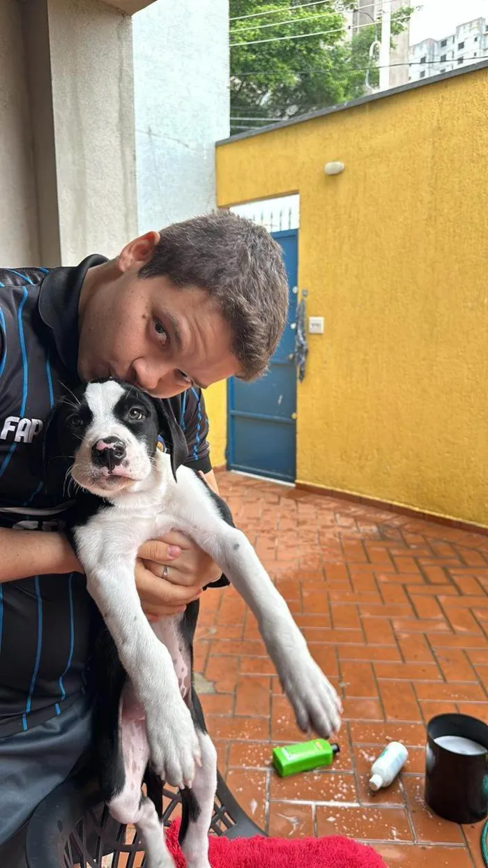 Cachorro ra a Pit-Bull idade 1 ano nome Alfredo