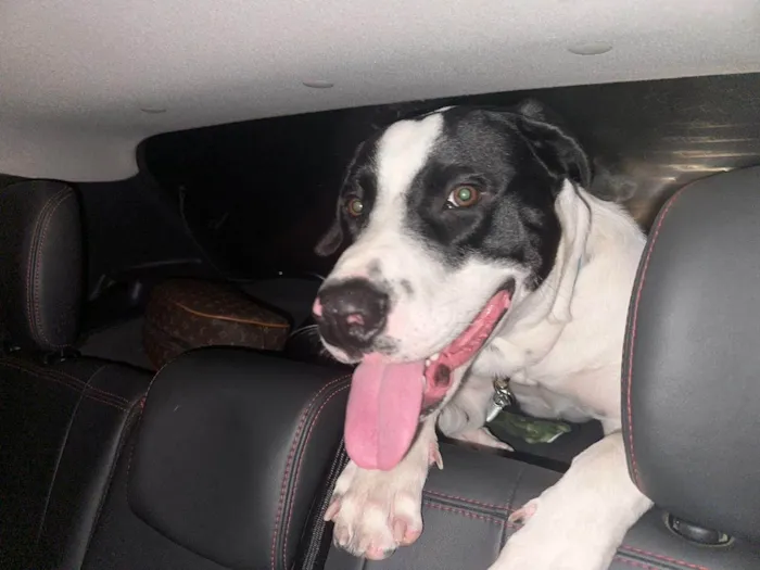 Cachorro ra a Pit-Bull idade 1 ano nome Alfredo