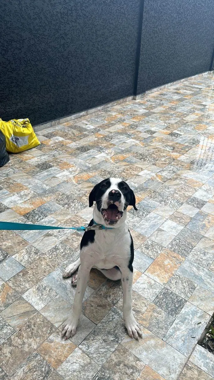 Cachorro ra a Pit-Bull idade 1 ano nome Alfredo
