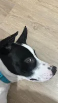 Alfredo