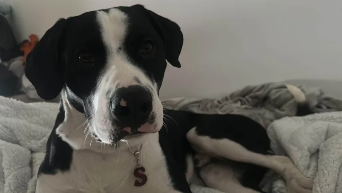 Cachorro ra a Pit-Bull idade 1 ano nome Alfredo