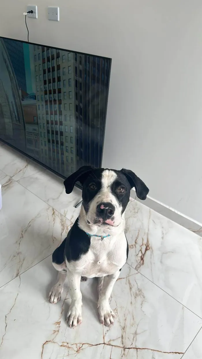 Cachorro ra a Pit-Bull idade 1 ano nome Alfredo