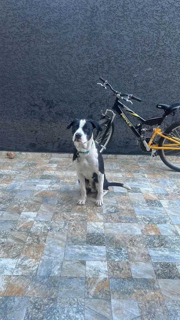 Cachorro ra a Pit-Bull idade 1 ano nome Alfredo