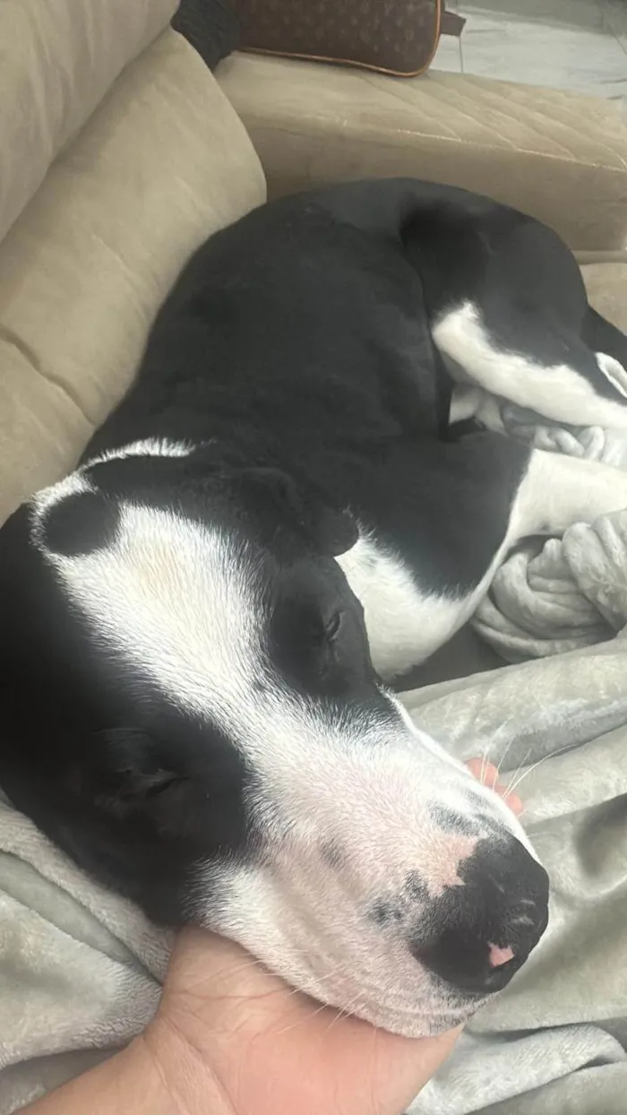 Cachorro ra a Pit-Bull idade 1 ano nome Alfredo