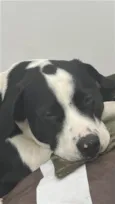 Alfredo