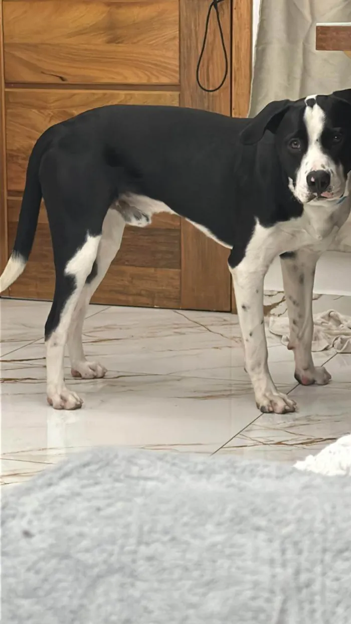 Cachorro ra a Pit-Bull idade 1 ano nome Alfredo