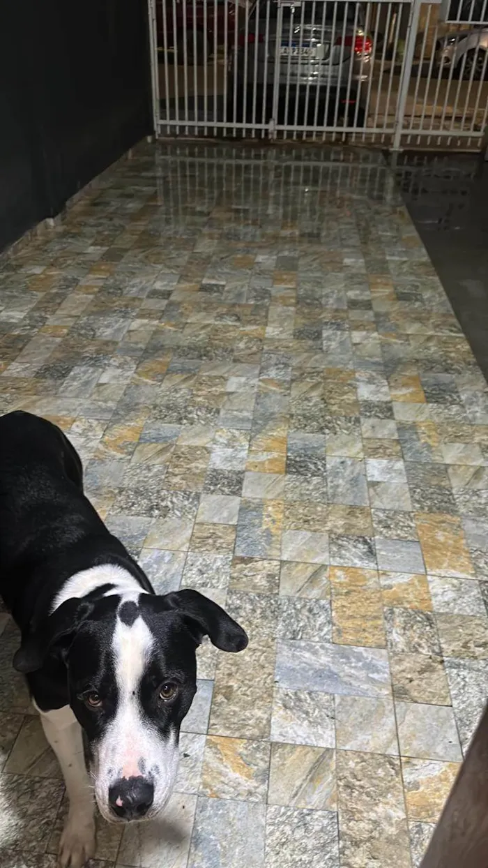 Cachorro ra a Pit-Bull idade 1 ano nome Alfredo