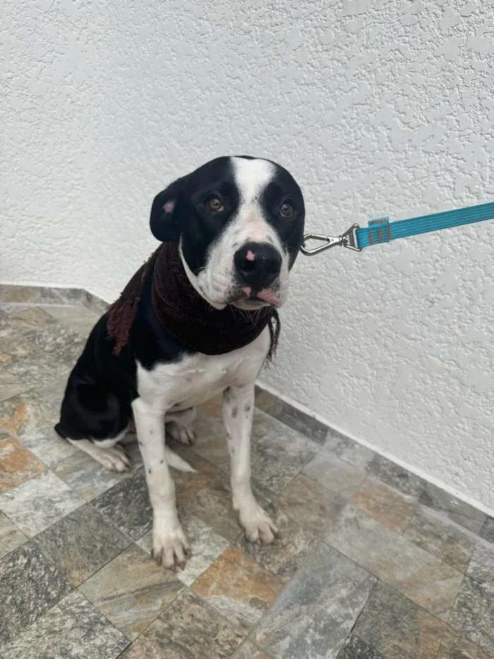 Cachorro ra a Pit-Bull idade 1 ano nome Alfredo