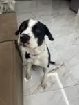 Alfredo