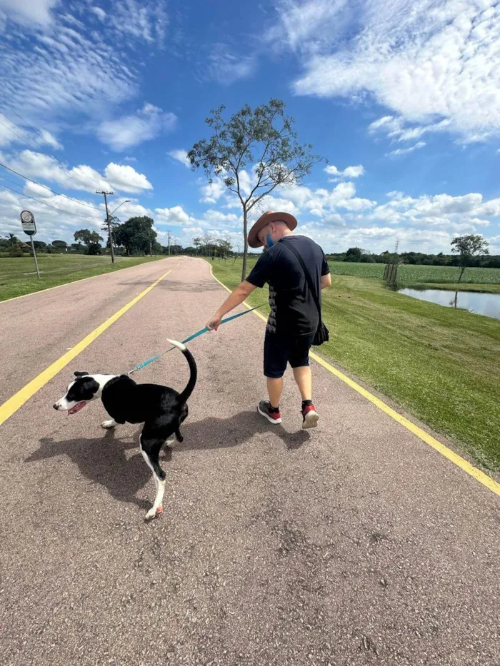 Cachorro ra a Pit-Bull idade 1 ano nome Alfredo