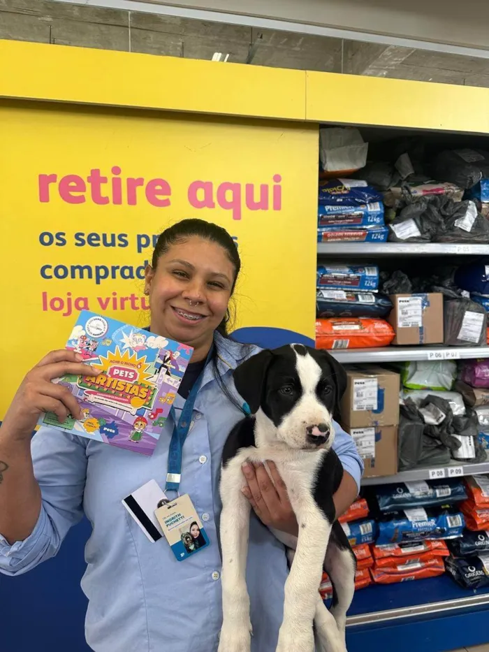 Cachorro ra a Pit-Bull idade 1 ano nome Alfredo