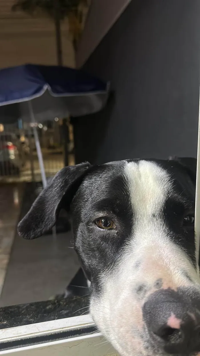 Cachorro ra a Pit-Bull idade 1 ano nome Alfredo