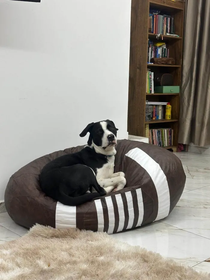 Cachorro ra a Pit-Bull idade 1 ano nome Alfredo