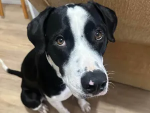 Cachorro raça Pit-Bull idade 1 ano nome Alfredo