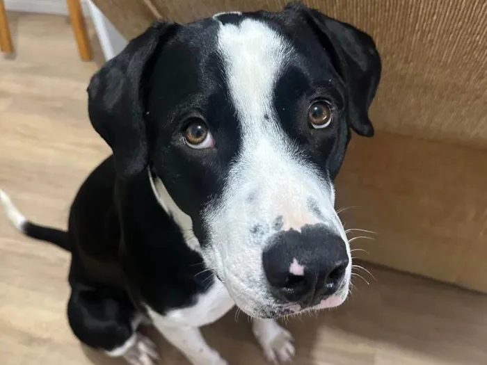 Cachorro ra a Pit-Bull idade 1 ano nome Alfredo