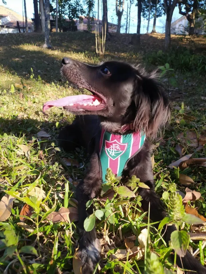 Cachorro ra a SRD-ViraLata idade 7 a 11 meses nome snoop
