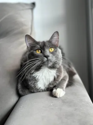 Gato raça SRD-ViraLata idade 1 ano nome Zury e Zara
