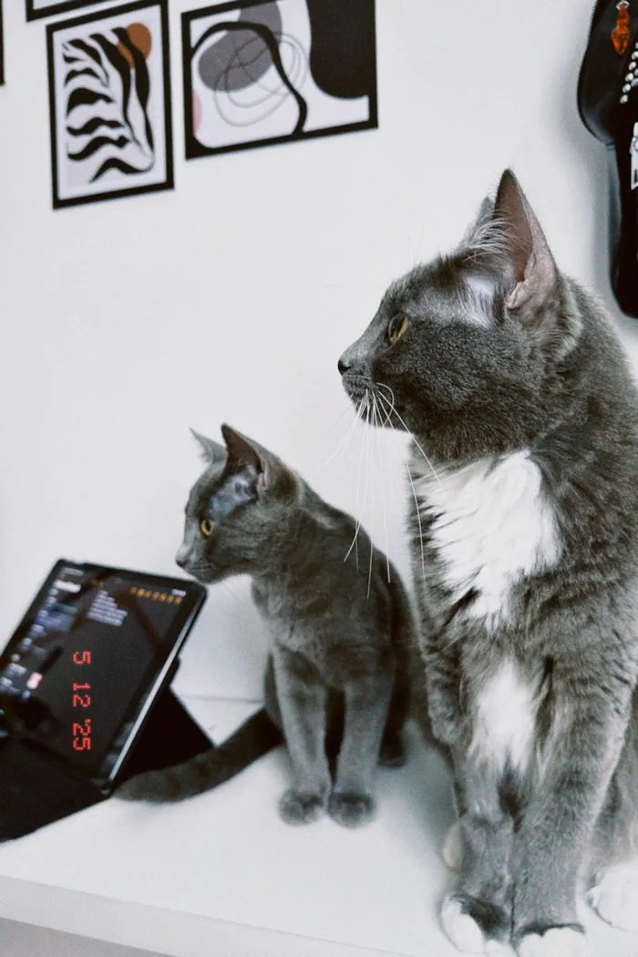 Gato ra a SRD-ViraLata idade 1 ano nome Zury e Zara