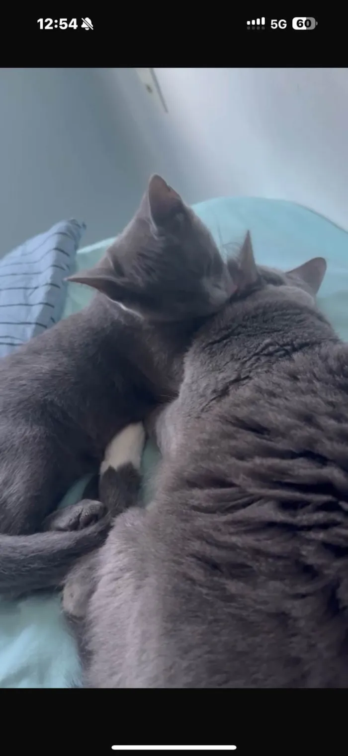 Gato ra a SRD-ViraLata idade 1 ano nome Zury e Zara