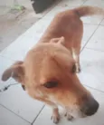 Scooby