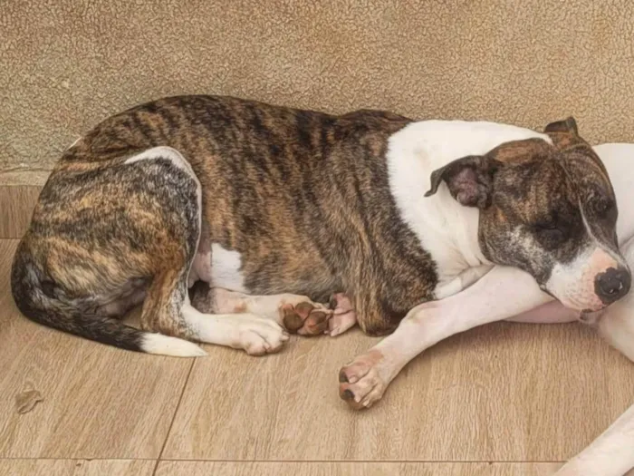 Cachorro ra a Pit-Bull idade 2 anos nome Kyara