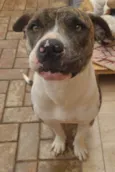 Kyara