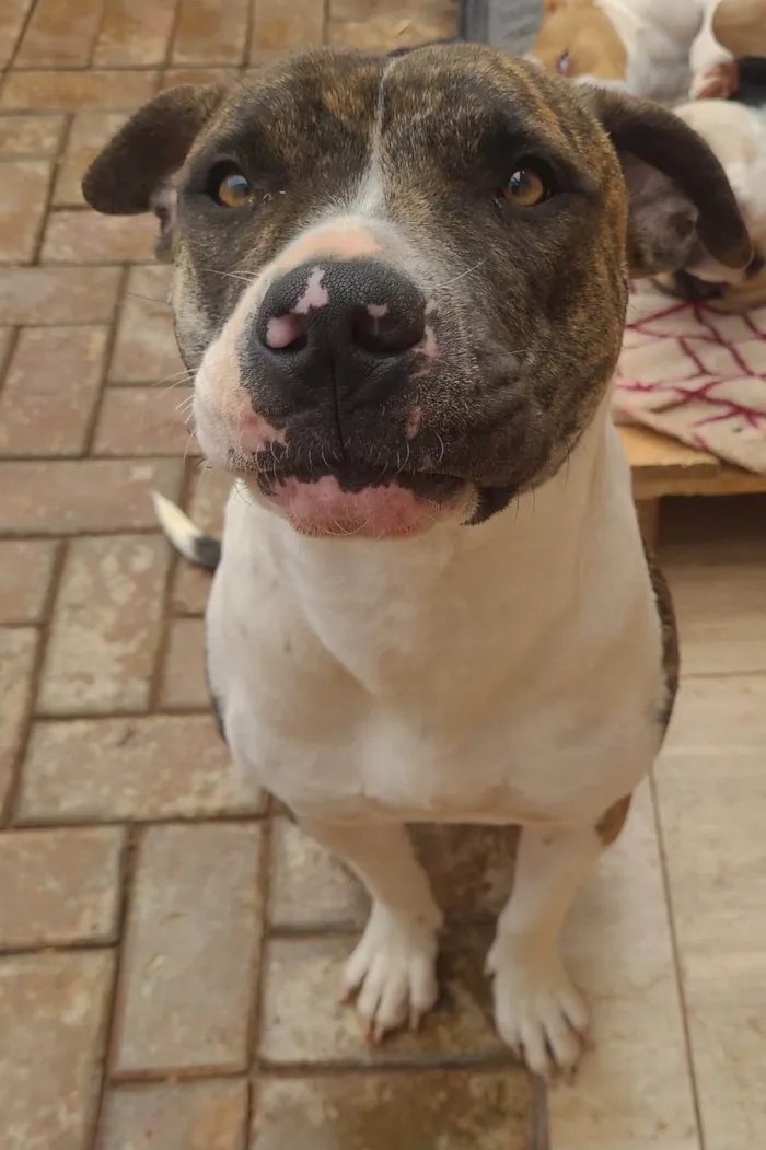 Cachorro ra a Pit-Bull idade 2 anos nome Kyara
