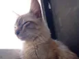 Sinba