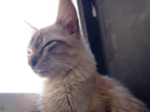 Gato raça SRD-ViraLata idade 1 ano nome Sinba