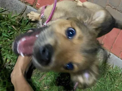 Cachorro raça SRD-ViraLata idade 2 a 6 meses nome Pandora 