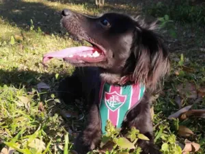 Cachorro raça SRD-ViraLata idade 7 a 11 meses nome snoop