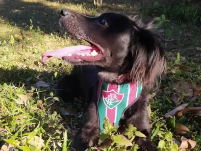 Cachorro raça SRD-ViraLata idade 7 a 11 meses nome snoop