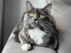Gato raça SRD-ViraLata idade 1 ano nome Zury e Zara