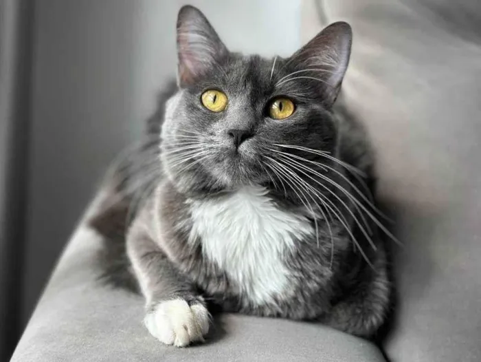 Gato ra a SRD-ViraLata idade 1 ano nome Zury e Zara